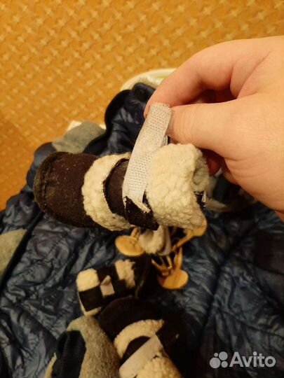 Комбинезон и обувь для собаки