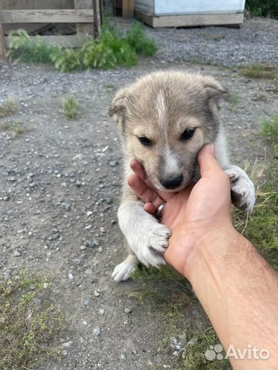 Щенки
