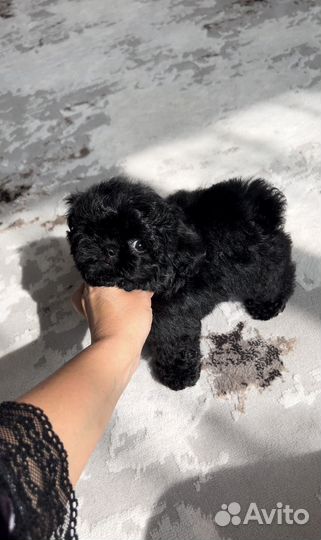Мальтипу мини Black Китай