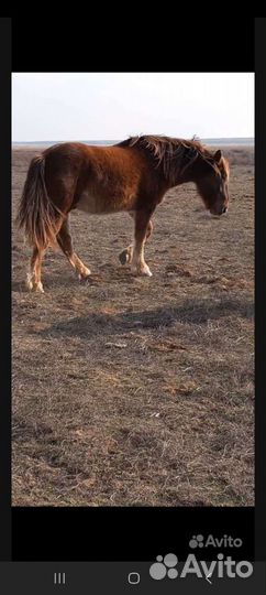 Лошади жеребец