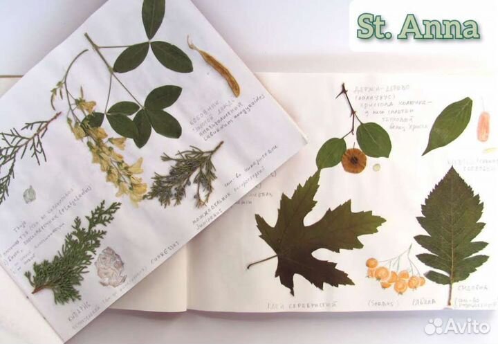 Гербарий для начальной школы