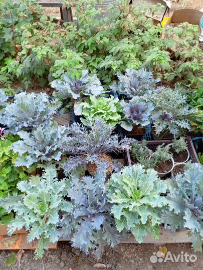 Декоративная капуста