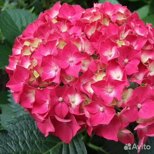 Гортензия крупнолистная