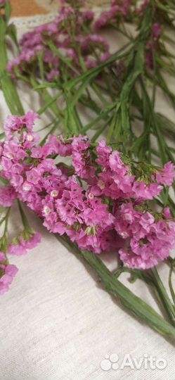 Статица сухоцвет