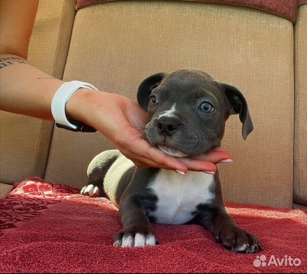 Американский булли покет