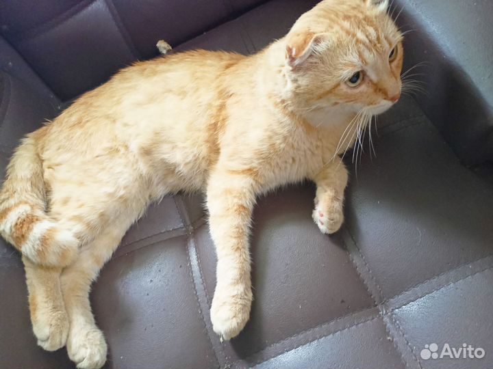 Кот вислоухий