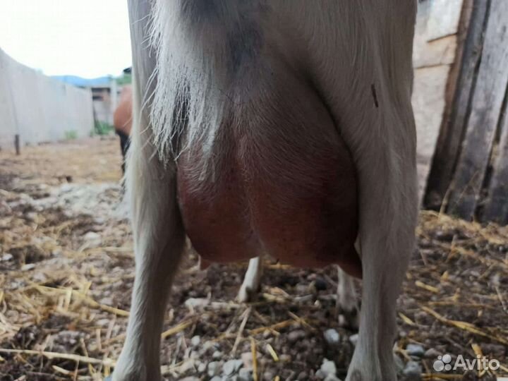 Козы дойные,козлята