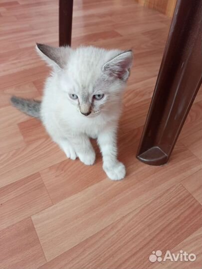 Дымчатый котенок