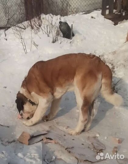 Сенбернар вязка