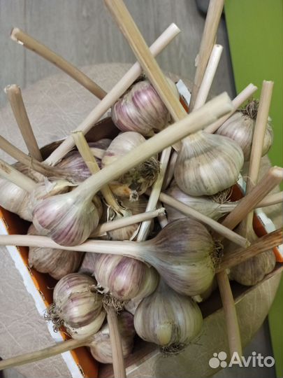 Чеснок