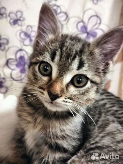 Американский кёрл