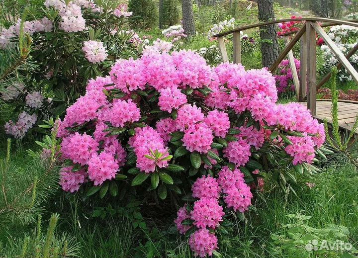 Рододендрон Гаага(Haaga)