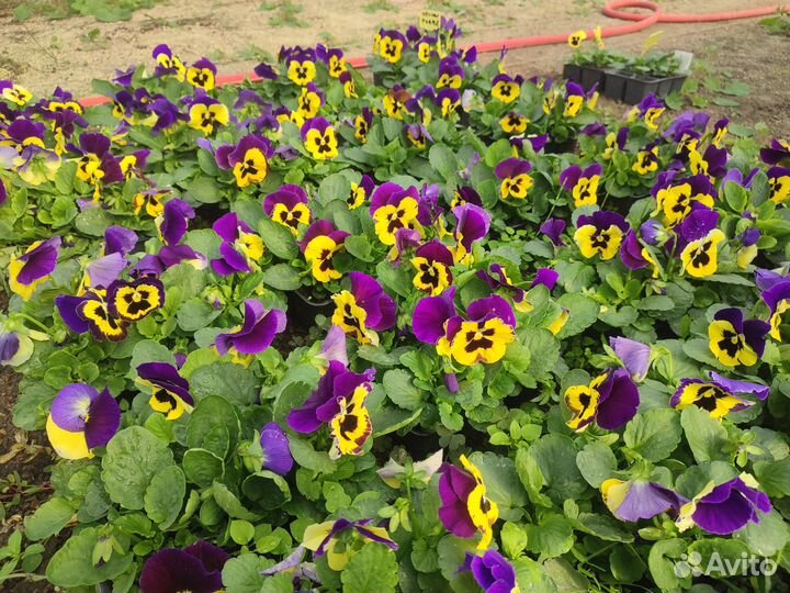 Рассада виолы для озеленения оптом