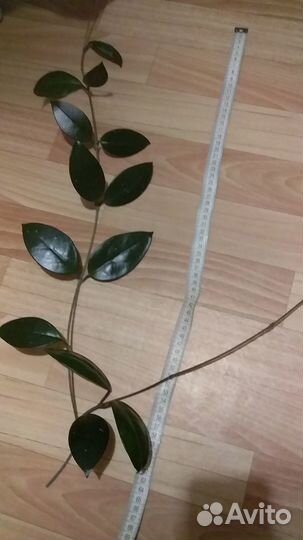 Хоя черенок с корнями