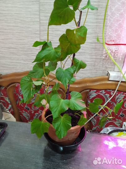 Растение Батат