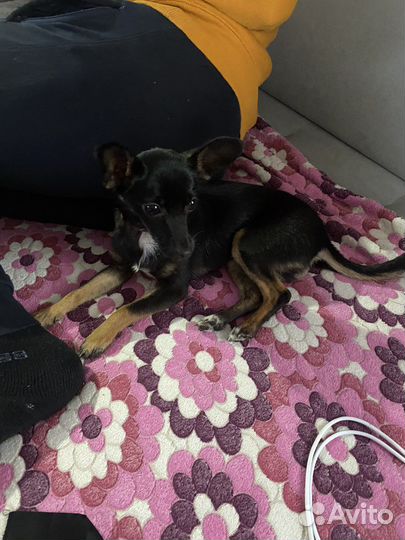 Мини той-терьер