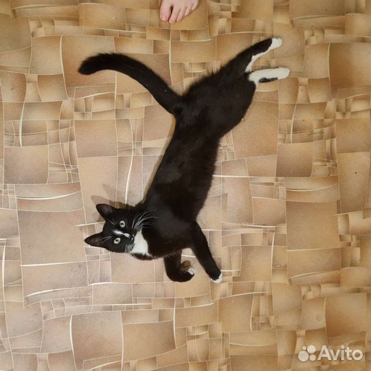 Котик ищет дом