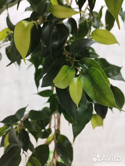 Фикус бенджамина 100 см