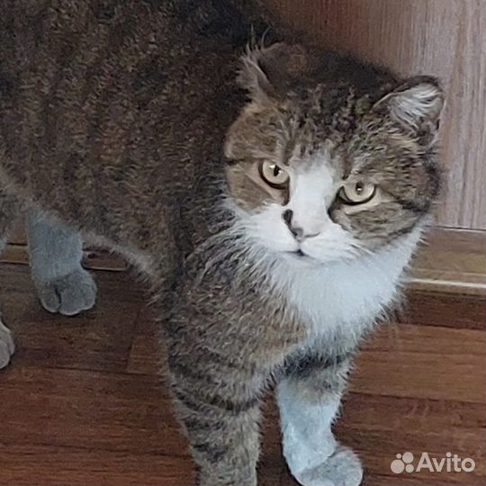 Щенки ищут дом