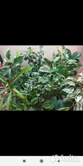 Фикусы в Бурятию доставка