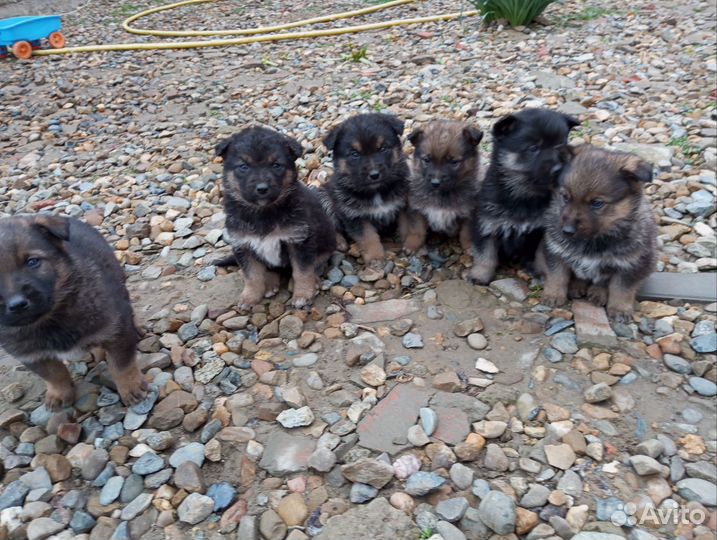 Помесь Немецкой овчарки
