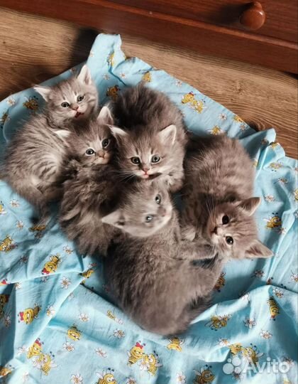 Кошка в дар