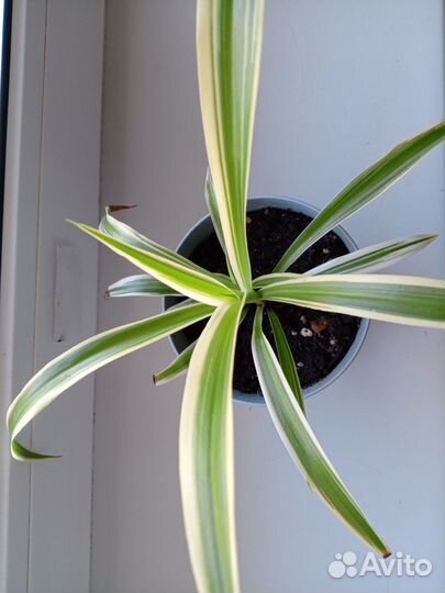 Хлорофитум