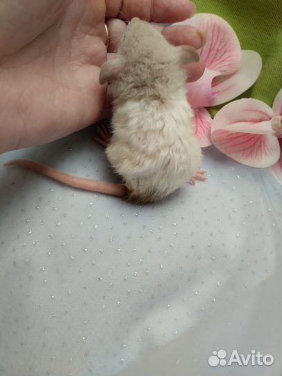 Крыса крысята.Дамбо сиамы