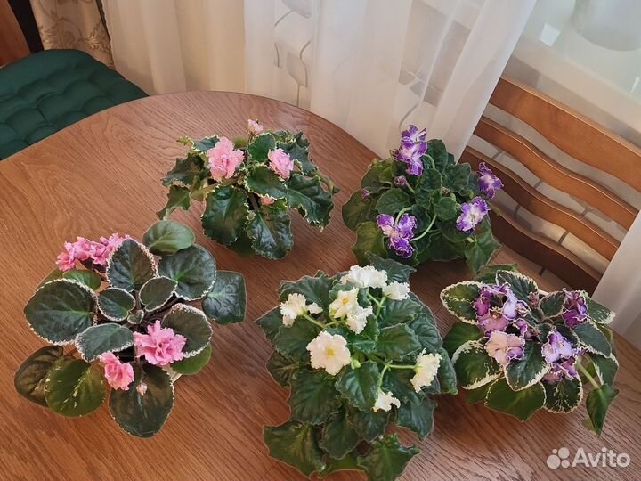 Фиалка цветущая