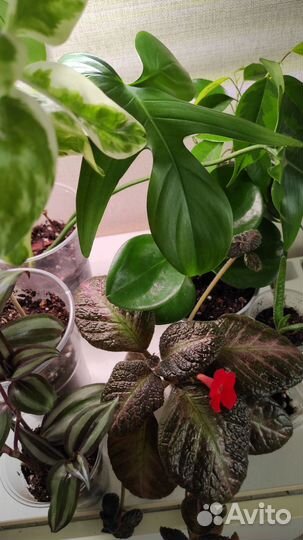 Набор комнатных растений
