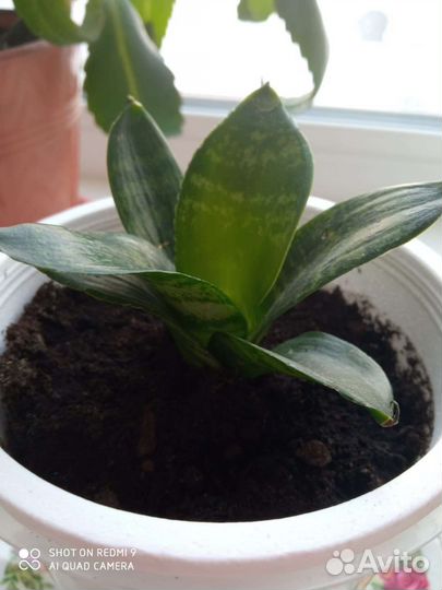 Сансевиерия