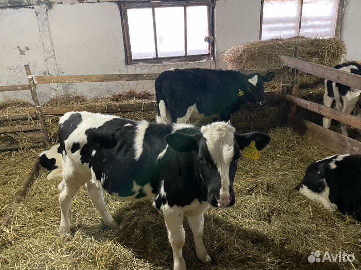 Телята: бычки и телки 1,2,3 м Холмогоры и Голштины