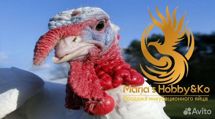 Инкуб. яйцо сельскохозяйственной птицы