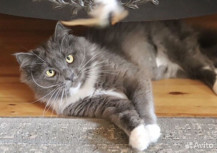 Магический лечебный кот Будда ищет дом