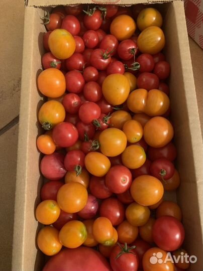 Домашние Помидоры