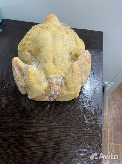 Куры домашние