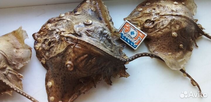 Чучело Рыбы