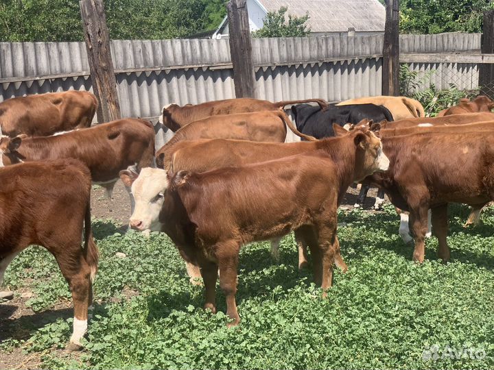 Бычки и телочки