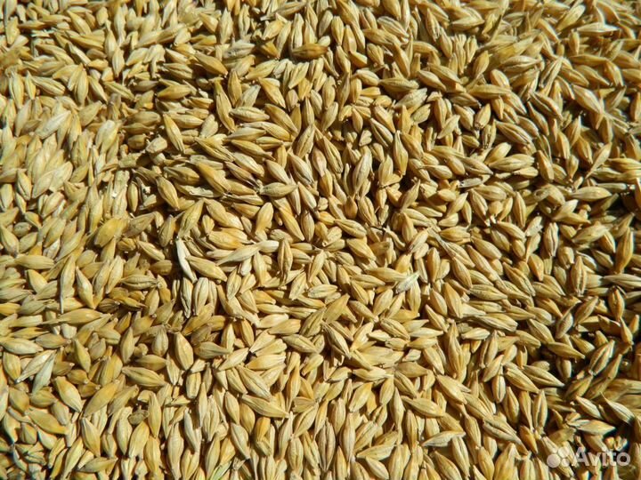 Продам ячмень