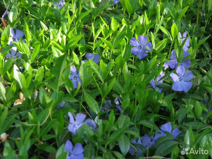 Барвинок (Vinca minor) почвопокровный