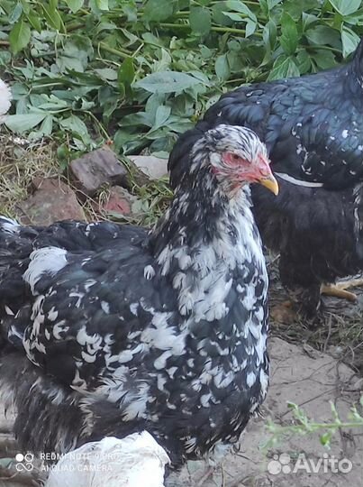 Гергебильская порода кур и петухов