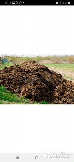 Навоз коров 2-3года