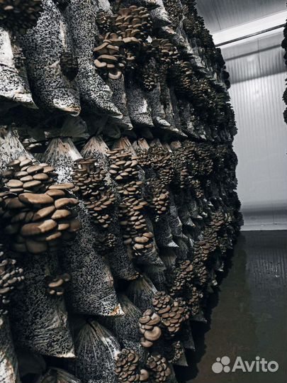 Грибные блоки вешенка