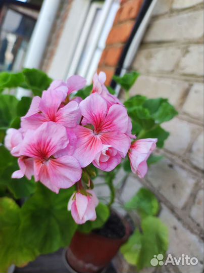 Пеларгония герань