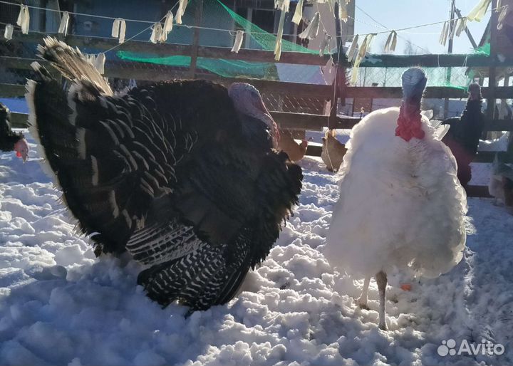 Продам индюков