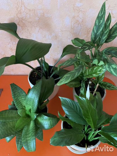 Разные отростки комнатных растений