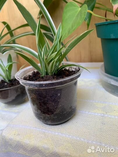 Комнатные растения цветы