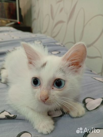 Отдам в добрые руки