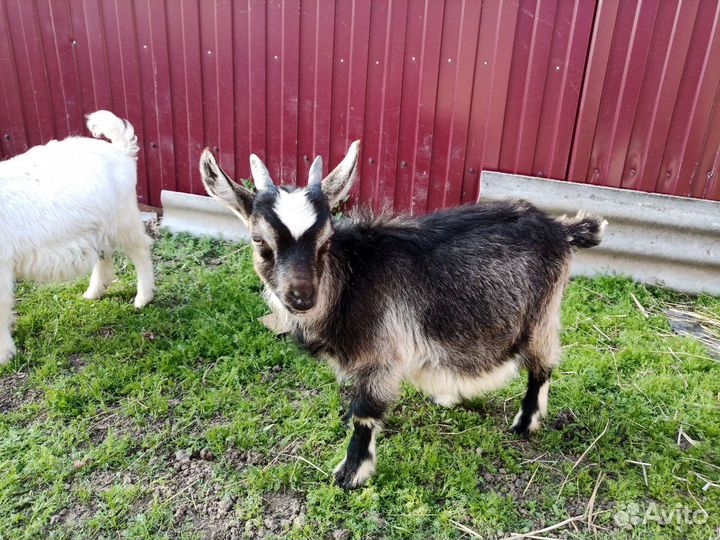 Козленок