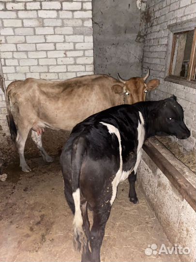 Корова и бычок